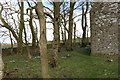Woodland at Cruggleton Church in DG8 8HN