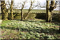 Snowdrops at Cruggleton Church in DG8 8HN