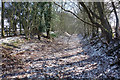 Snow in an Old Railway Cutting in RG20 8JU