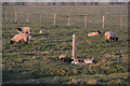 Sedgemoor : Grassy Field & Sheep in TA5 2ST
