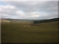 Sheep pasture, Grimes Moor in CA10 3SG