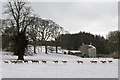 Hopetoun Estate Fallow Deer in EH30 9SL