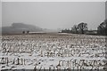 Maize stubble in snow near Bluntsmoor in TA18 8NR