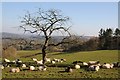 Sheep below a bare tree in HR7 4QP