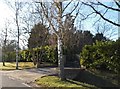 Trees by Birds Green in CM5 0NN