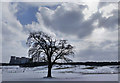 Tree silhouette on the snowy golf course in WF10 3SZ