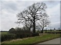 Winter trees, eastern end of Stubbing Nook Lane in DL8 1FU