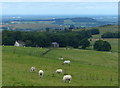 Sheep grazing the Stepback Brook valley in BB3 0NZ