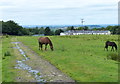 Horses next to the bridleway at Ryal Fold in BB3 0NZ