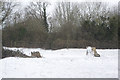 Snowy field near Bilton in CV22 7QR