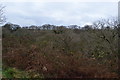 Longtimber Tor Woods in PL19 9PP