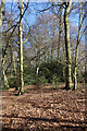 Langleys Wood in HP16 0DR
