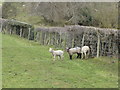 Spring lambs at Gwernaffield in CH7 5JG