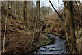 Dean Brook in Deer House Wood in Aighton, Bailey and Chaigley