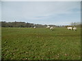 East Lulworth, sheep grazing in BH20 5QT