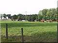 Suckler cows and calves on the move in SY22 6PS