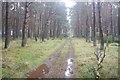 Track, Brownrig Wood in EH42 1XP