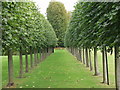 Espalier trained plane trees in Erddig House gardens in LL13 7QW