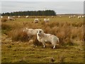 Sheep at the eastern end of Ealingham Rigg in NE48 2HT