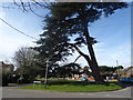 An impressive tree on Charville Lane West in UB8 3UR