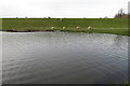 Sheep by the lake at Wolverton Mill in MK12 5NF