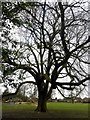 Old oak tree in Rosehill Victoria Park in S62 7JJ