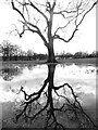 Tree reflected in a large puddle in S62 7JJ