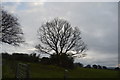 Tree by West Devon Way in PL19 9JS