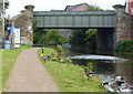 Canada Geese on the towpath of the Leeds and Liverpool Canal in BB2 4RU