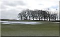 Trees on Selkirk Common in TD7 4NW