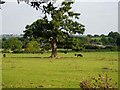 Cattle grazing at Holberrow Green in B96 6SH