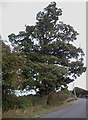 Roadside Oak in IP31 3EU