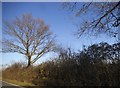 Tree by Blackmore Road in CM4 0PY