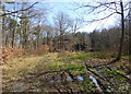 Path in West Blean Wood, looking towards Bleangate in CT6 7NP