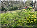 Daffodils on the edge of Northwood Gravel Pits in HA6 2TH