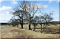 Line of deciduous trees crossing field in DH3 4PD