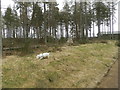 Single standing stone in Cullaird Wood in IV2 6DJ