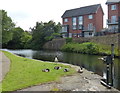 Canada geese on the Leeds and Liverpool Canal in BB2 3ER