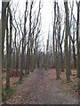 Footpath through Upper Beechen Wood, near Eynsford in BR6 7PX