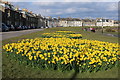 Daffodil Beds, Troon in KA10 6AJ