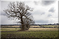 Oak Tree in Field from Williams Wood, Trent Park in EN2 8LA