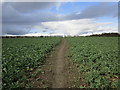Bridleway through a field of oilseed rape, Pickburn in DN5 7WW