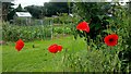 Wild poppies and allotments in HR9 5JB