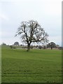 Ash tree in a field in DL8 1QW