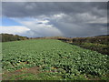 Field of oilseed rape, Pickburn in DN5 7WW