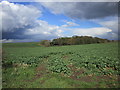 Oilseed rape and Chapel Plantation in DN5 7WW