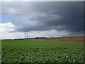 Oilseed rape and electricity supply line in DN5 7WW