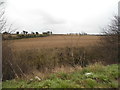 Fields by Newmarket Road, Barton Mills in IP28 6AS