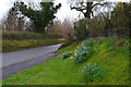 Daffodils on bank at corner of Malthouse Close in SO21 1EP