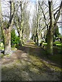 An avenue of trees in the cemetery, Stotfold in SG5 4NR